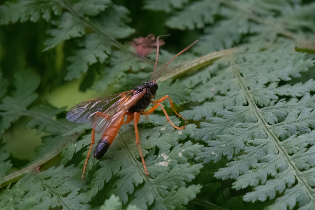 Neamblymorpha milva