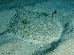Turbot photo 4