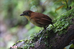 Grallaria flavotincta