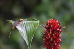 Phaethornis syrmatophorus