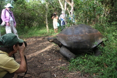 Chelonoidis niger darwini