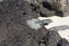 Leucophaeus fuliginosus