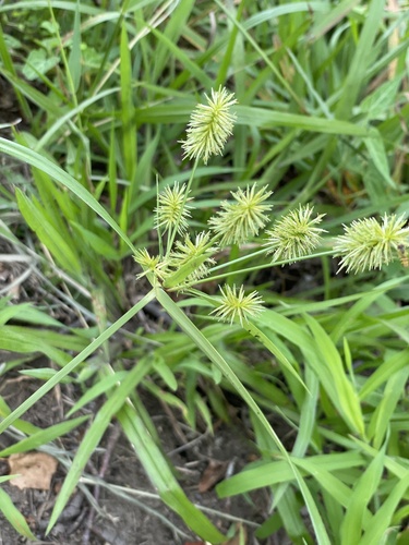 Cyperus strigosus iNat (2)