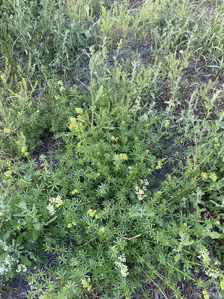 Hedge Bedstraw from улица Борсоева, Улан-Удэ, Бурятия, RU on July 27 ...