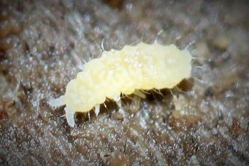Sensillanura barberi