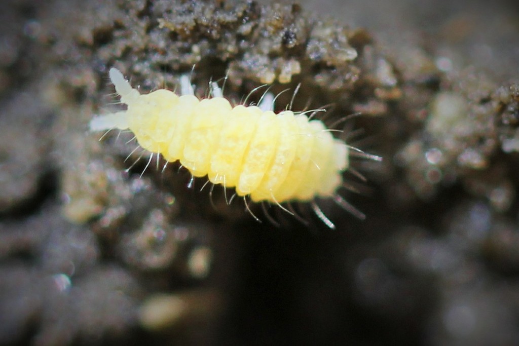 Sensillanura barberi