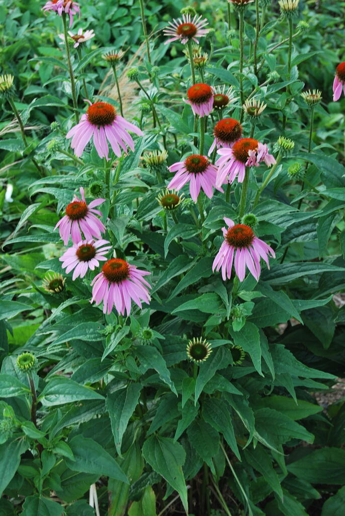 sunflowers, daisies, asters, and allies from Victoria bridge Raod, Bath