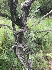 Gymnosporia glaucophylla