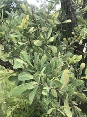 Gymnosporia glaucophylla