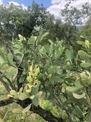 Gymnosporia glaucophylla