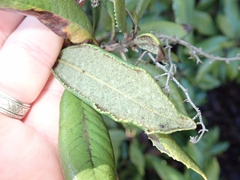 Comarostaphylis diversifolia diversifolia