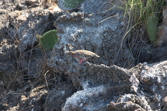 Zenaida galapagoensis