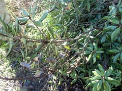 Comarostaphylis diversifolia diversifolia