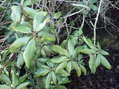 Comarostaphylis diversifolia diversifolia