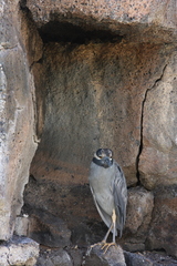 Nyctanassa violacea pauper
