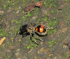 Traumatomutilla inermis