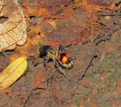 Traumatomutilla inermis