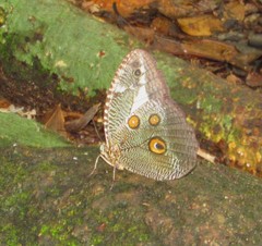 Dasyophthalma creusa