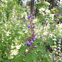 Salvia plurispicata
