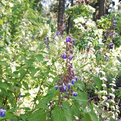 Salvia plurispicata