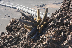 Brachycereus nesioticus