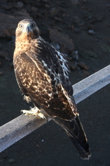 Buteo galapagoensis