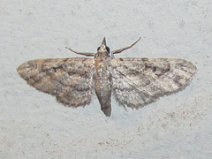 Eupithecia longidens