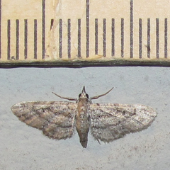Eupithecia longidens