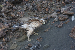 Buteo galapagoensis
