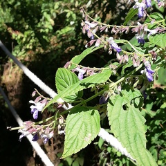 Salvia plurispicata