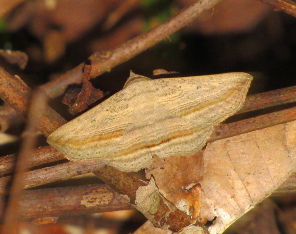 Itomia percutiens