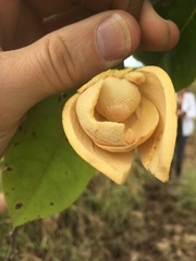 Annona montana