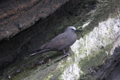 Anous stolidus galapagensis