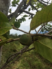 Annona montana