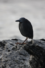 Butorides striata sundevalli