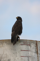 Buteo galapagoensis