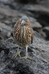 Butorides striata sundevalli