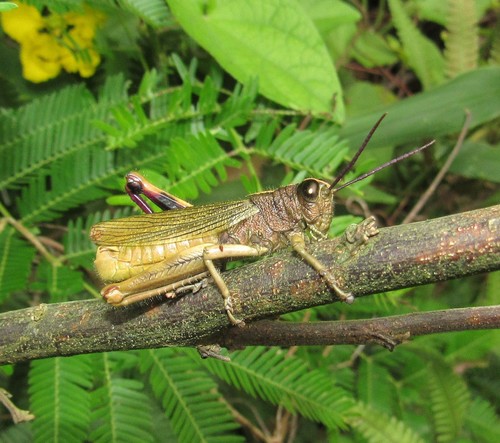 Romaleidae