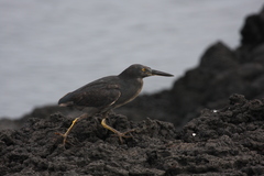 Butorides striata sundevalli