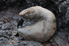 Arctocephalus galapagoensis