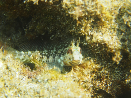 Sal blenny (Parablennius salensis) — Blenniidae — 5