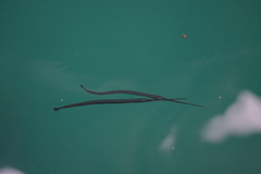 Platybelone argalus