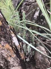 Euphorbia schinzii