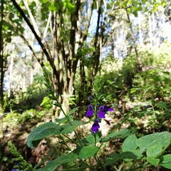 Salvia longispicata