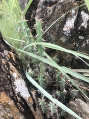 Euphorbia schinzii