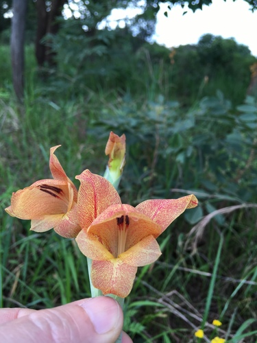 Gladiolus image