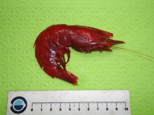 Representative image of Acanthephyra eximia