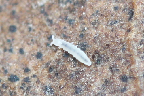 Tullbergiidae