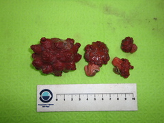 Pseudoanthomastus