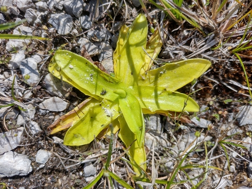 tučnica (Pinguicula)